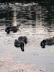 Branta canadensis moffitti