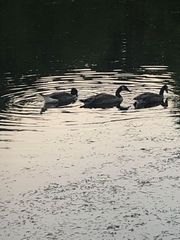 Branta canadensis moffitti