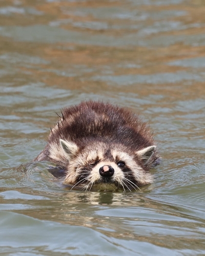 iNaturalist observation 2025-03-04
