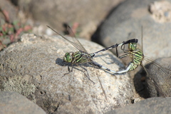 Orthetrum sabina