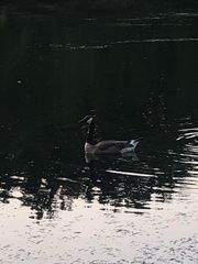 Branta canadensis moffitti