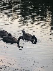Branta canadensis moffitti