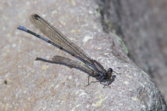 Argia tonto