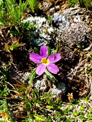 Primula angustifolia