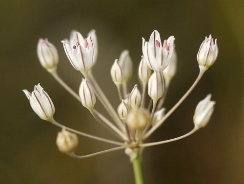 Allium inaequale Janka