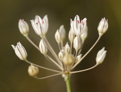 Allium inaequale