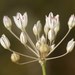 Allium inaequale - Photo (c) Roman, alguns direitos reservados (CC BY), uploaded by Roman