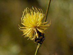 Centaurea orientalis