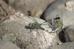 Orthetrum sabina