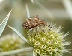 Ancyrosoma leucogrammes