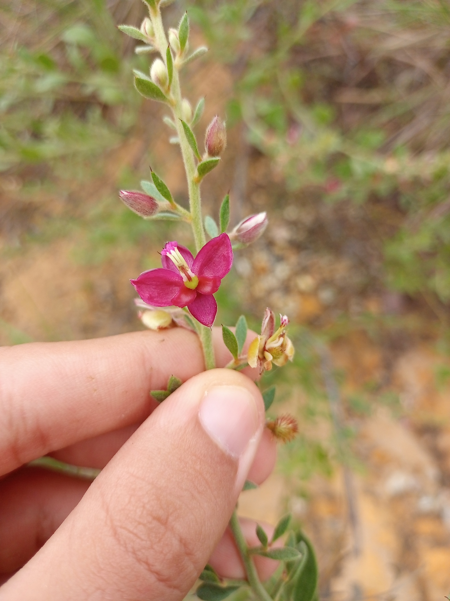 Krameria tomentosa