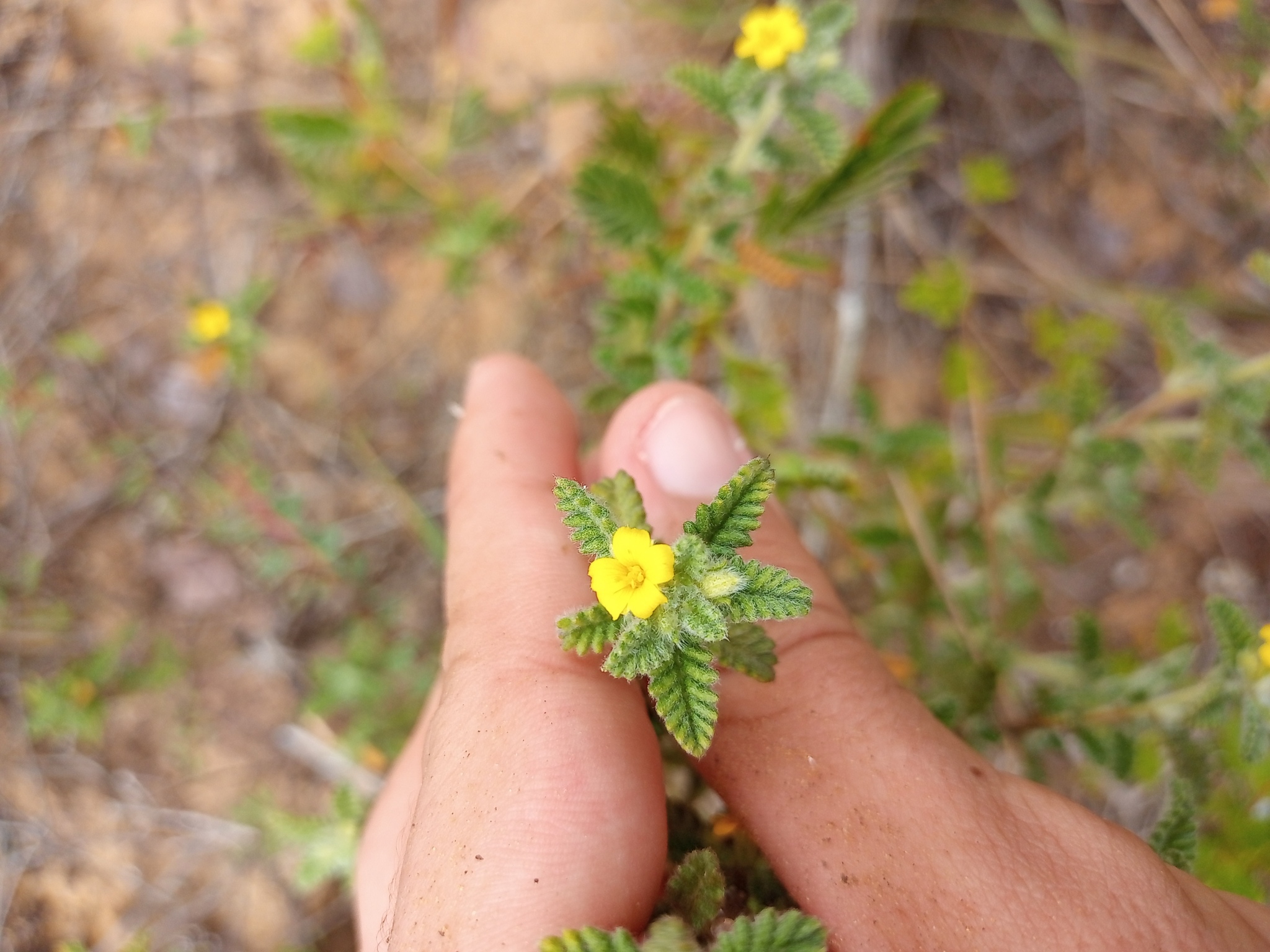 Turnera diffusa