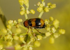 Coptocephala