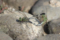 Orthetrum sabina