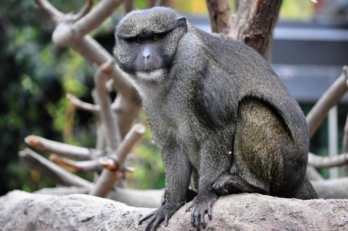 Allen's Swamp Monkey (Allenopithecus nigroviridis) — Least Concern Mammalia