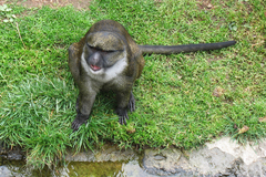 Allen's Swamp Monkey photo 2