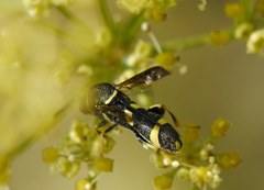 Leucospis