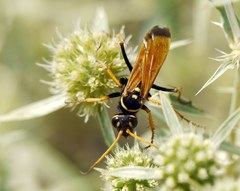 Parabatozonus lacerticida