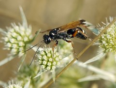 Cryptocheilus variabilis