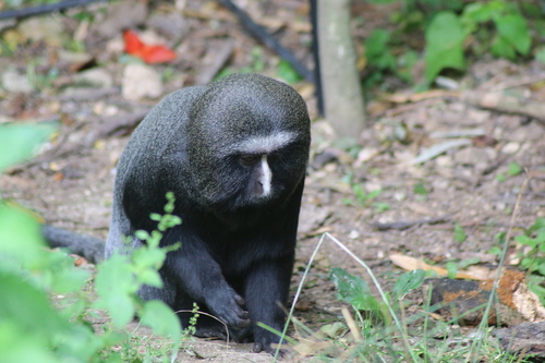 Owl-faced Guenon