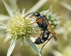 Cryptocheilus variabilis