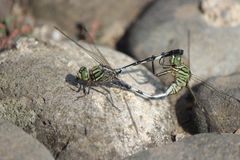 Orthetrum sabina
