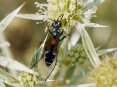 Cryptocheilus fabricii