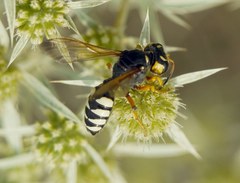 Cerceris tuberculata