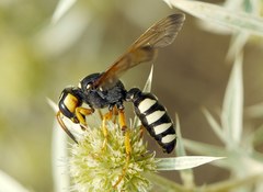 Cerceris tuberculata