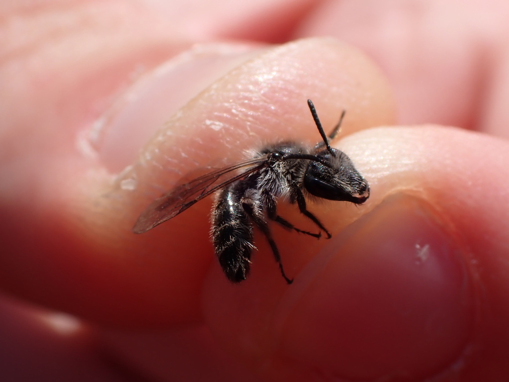 Andrena mucida
