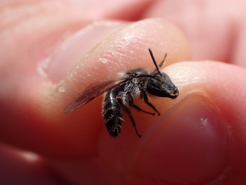 Andrena mucida