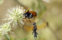 Parabatozonus lacerticida
