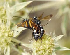 Cryptocheilus variabilis