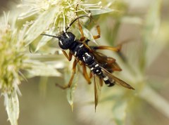 Cryptocheilus variabilis