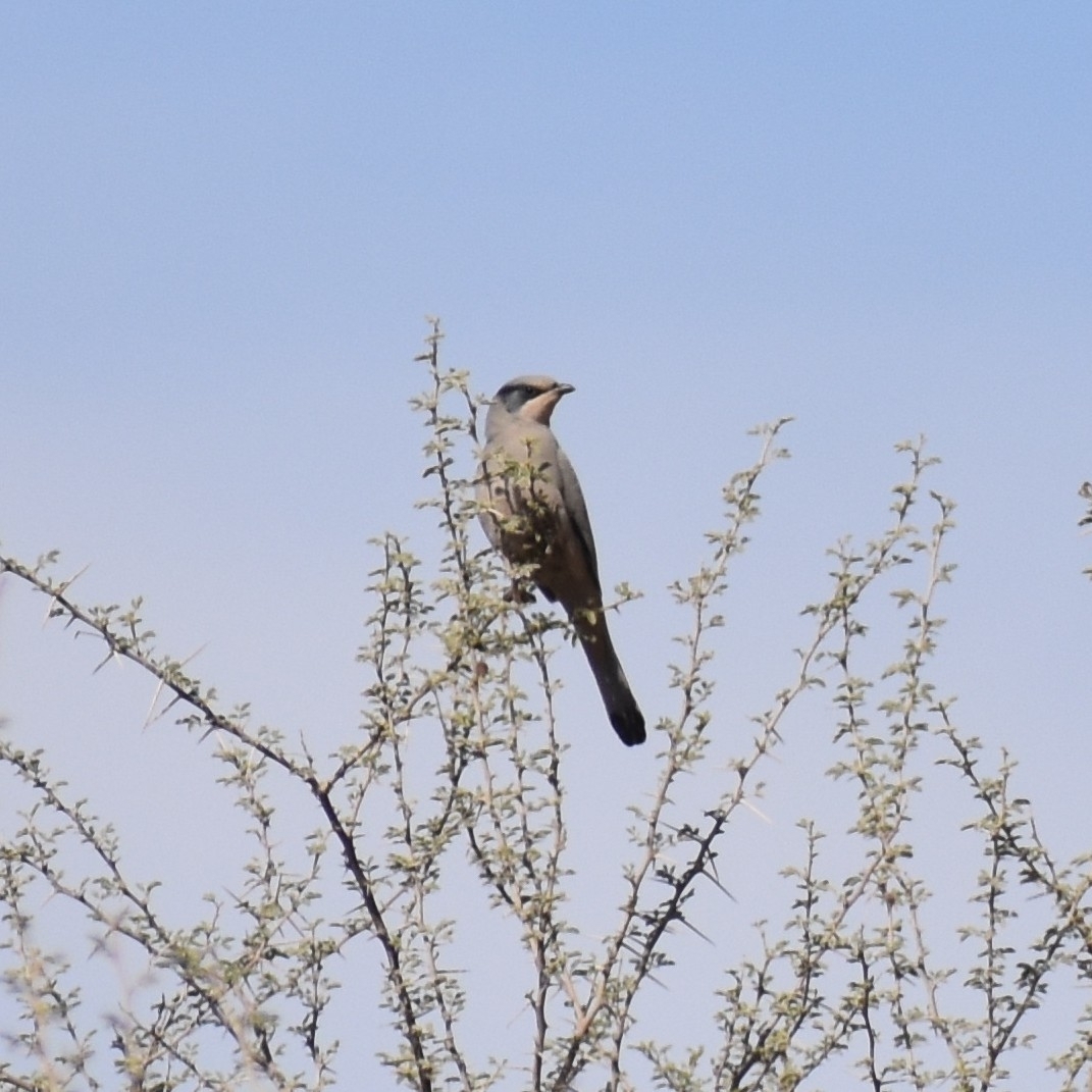 Grey Hypocolius (Hypocolius ampelinus), photo 1