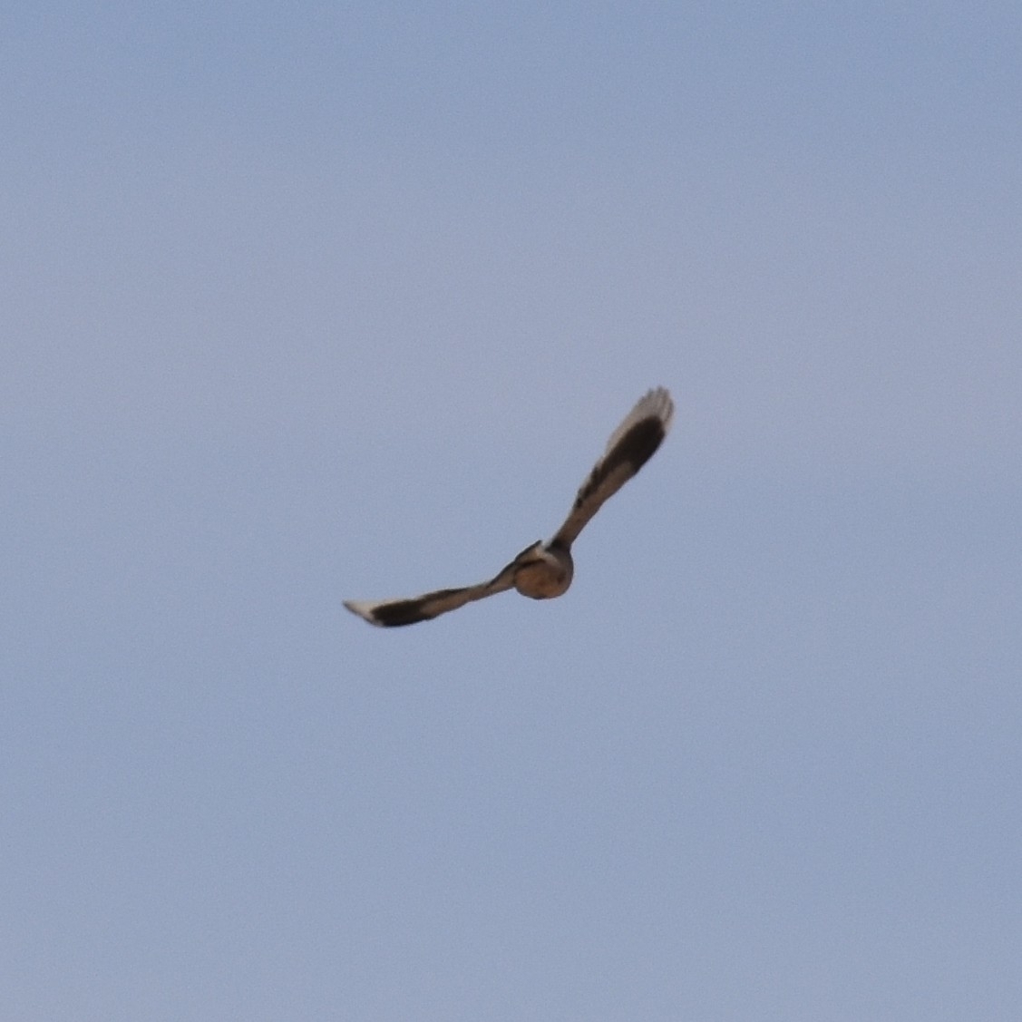 Grey Hypocolius (Hypocolius ampelinus), photo 2
