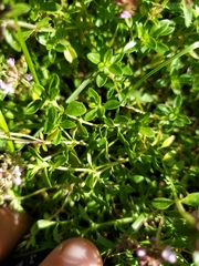 Serpyllum