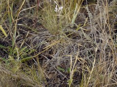 Allium inaequale