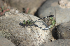 Orthetrum sabina