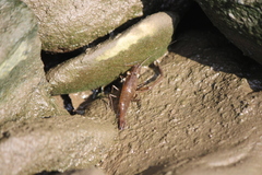 Macrobrachium