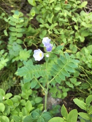 Polemonium pulcherrimum delicatum