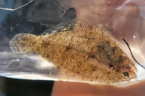Smallmouth flounder (Etropus microstomus) — Paralichthyidae — 3