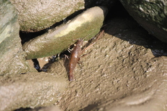 Macrobrachium