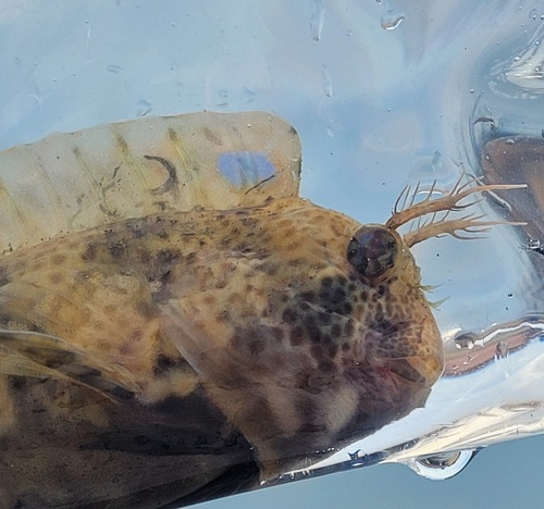 Feather blenny (Hypsoblennius hentz) — Blenniidae — 3