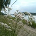 Valeriana pratensis - Photo AnRo0002, no known copyright restrictions (public domain)