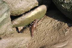 Macrobrachium