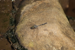 Orthetrum sabina