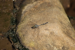Orthetrum sabina