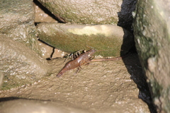Macrobrachium