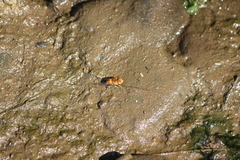 Eristalinus